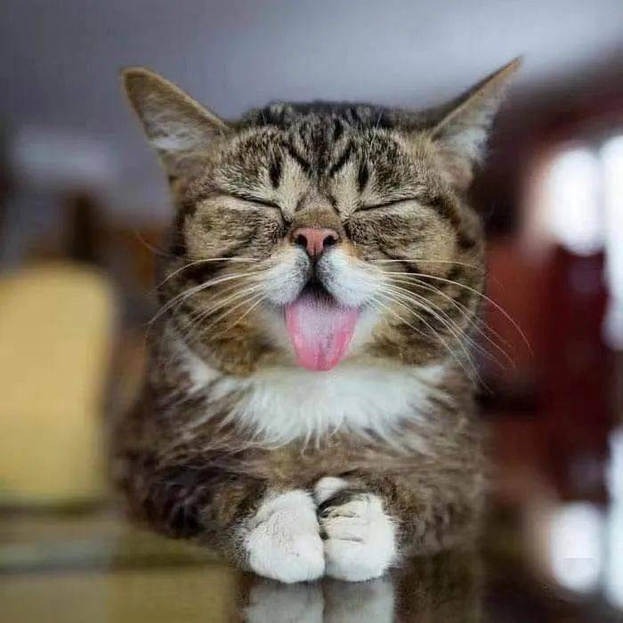 猫咪表情包:什么是想吃小孩