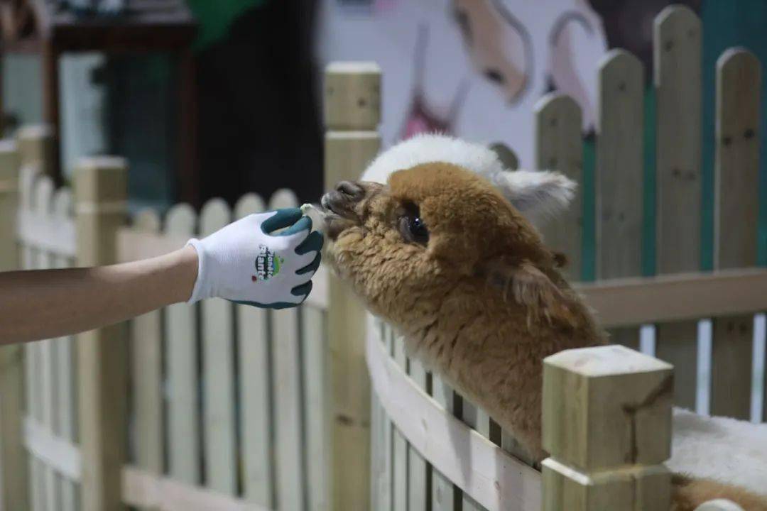 吐人口水犯法吗_陈百祥拽犯法吗