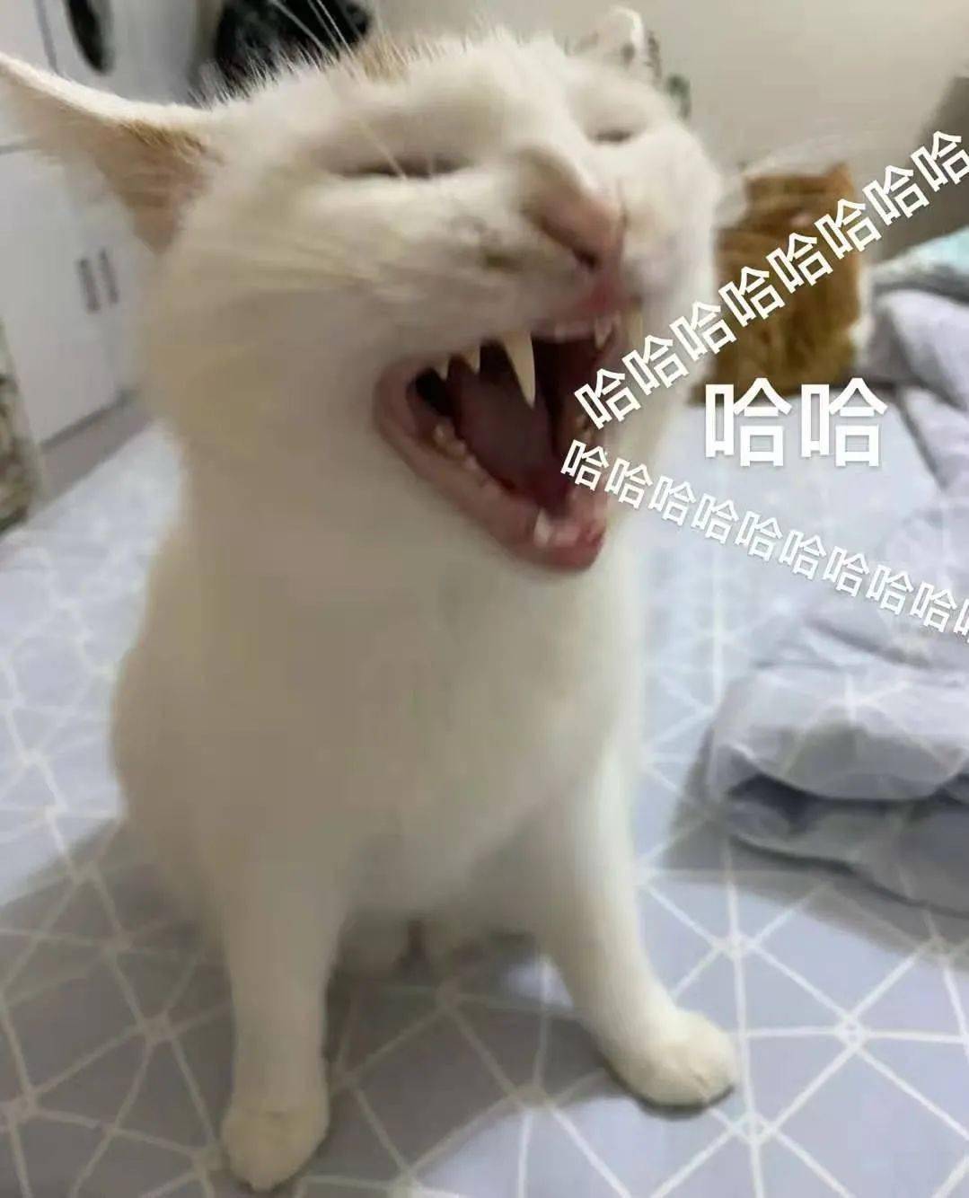 猫咪表情包:什么是想吃小孩