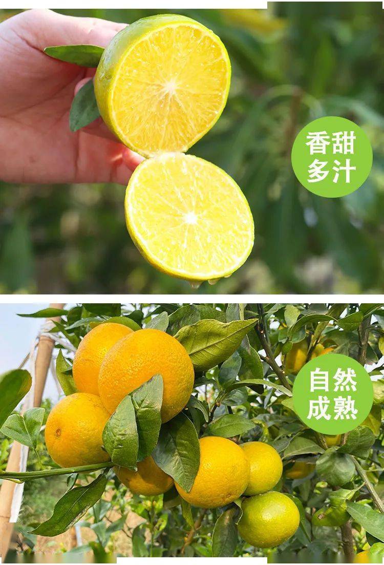 9元起抢购广西皇帝柑 新鲜水果 净果 橘子柑果 5斤