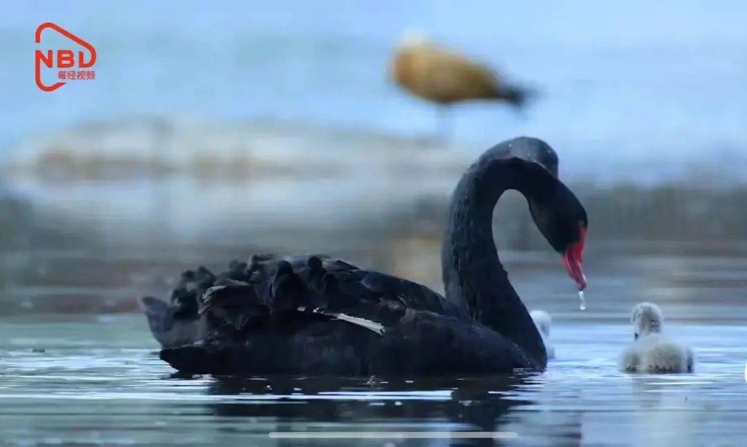 【山西发生野生天鹅禽流感疫情
,山西发生野生天鹅禽流感疫情最新消息】-图1 【山西发生野生天鹅禽流感疫情
,山西发生野生天鹅禽流感疫情最新消息】-图1