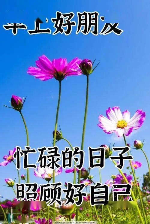 8张最美鲜花早上好图片带祝福语 冬日漂亮早安问候祝福图片鲜花带字
