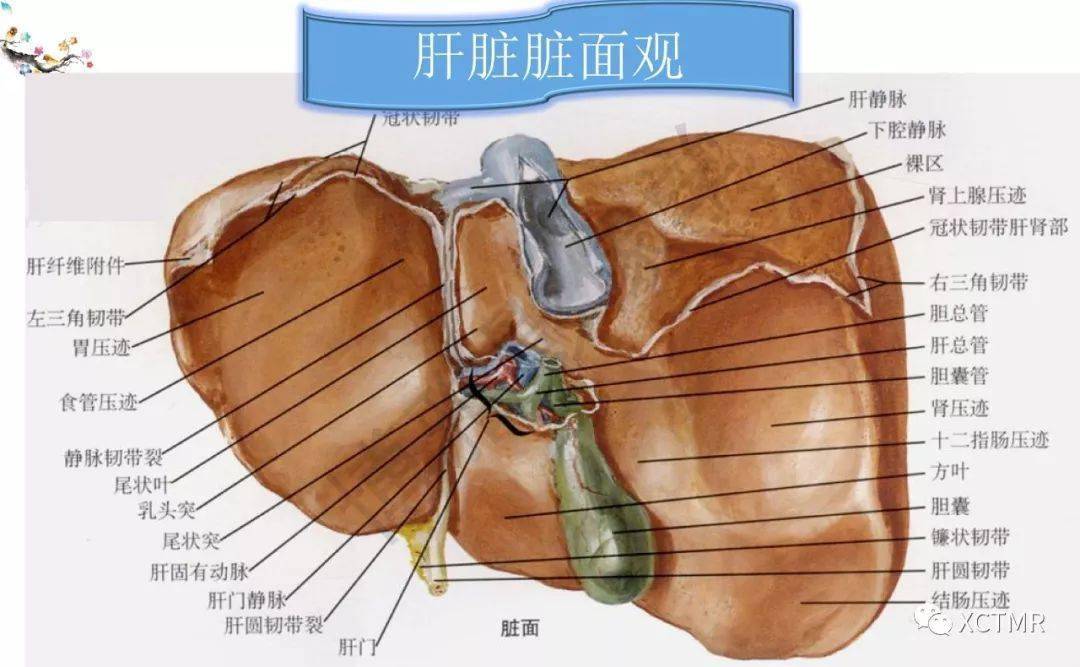 收藏丨肝脏分叶分段的影像解剖_手机搜狐网