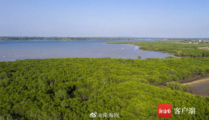 红树成林!海南新盈红树林国家湿地候鸟成群插图2 红树成林!海南新盈红树林国家湿地候鸟成群