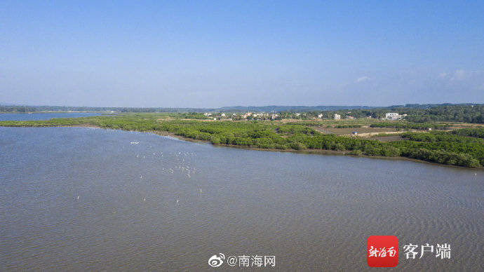 红树成林!海南新盈红树林国家湿地候鸟成群插图3 红树成林!海南新盈红树林国家湿地候鸟成群