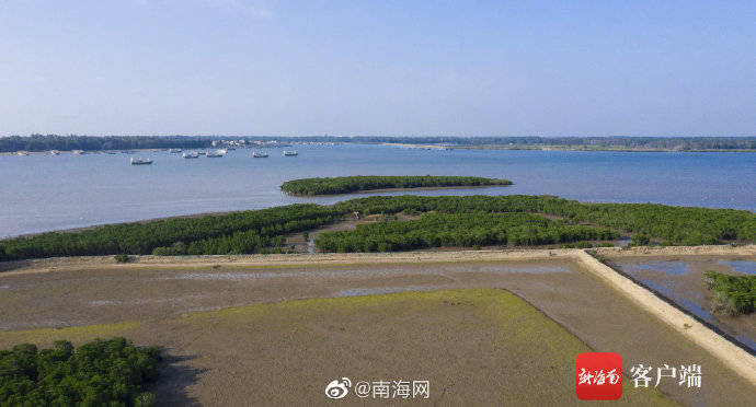红树成林!海南新盈红树林国家湿地候鸟成群插图4 红树成林!海南新盈红树林国家湿地候鸟成群