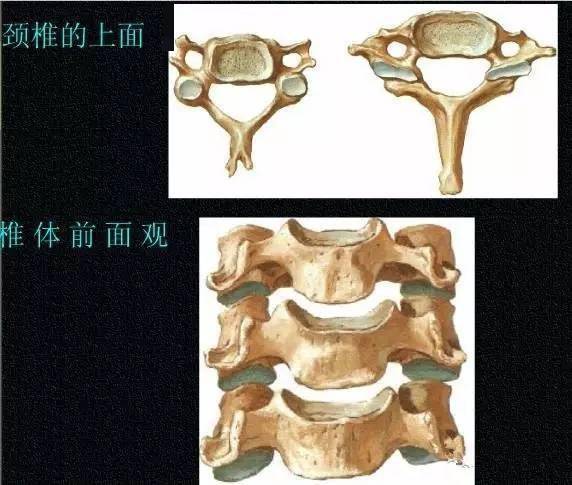 二,颈椎的运动解剖颈椎病又称颈椎综合征,是颈椎骨关节炎,增生性颈椎