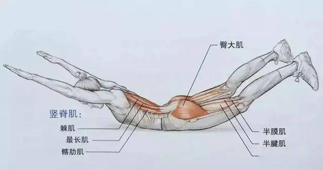 推荐一个很有效锻炼竖脊肌的体式 蝗虫式.