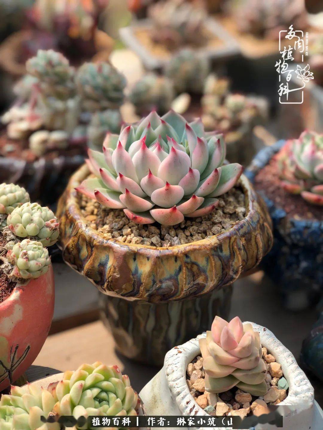 多肉种子批发 9f95234af5ce45d1a54a639d03a9fb4d.jpeg