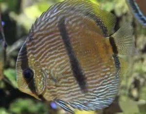 鱼多久会缺氧 aed7ee648913497480e19c9f81b79202.jpeg