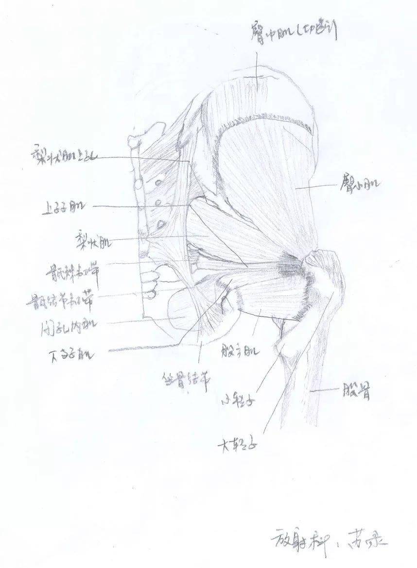 手绘人体解剖图