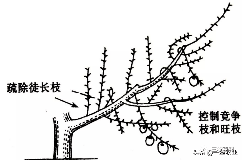 图(4)竞争枝组控制示意图竞争枝假如控制不好,结果枝就无法获得充分