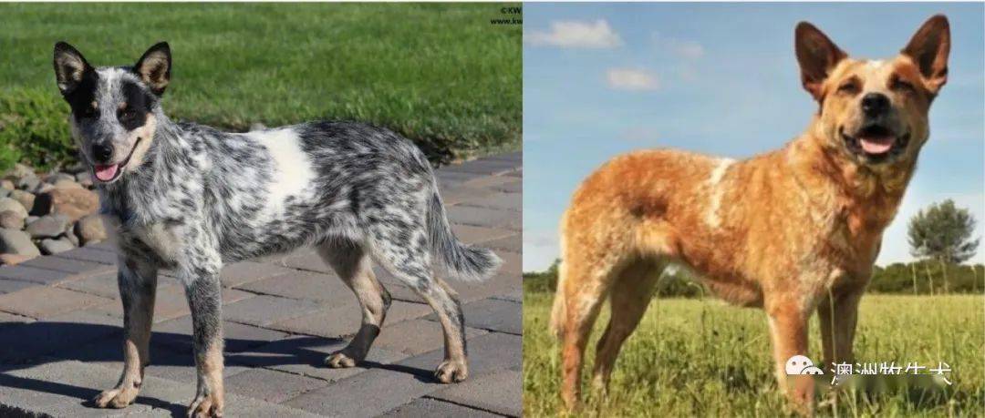 澳洲牧牛犬:像动力小钢炮一样充满永动力