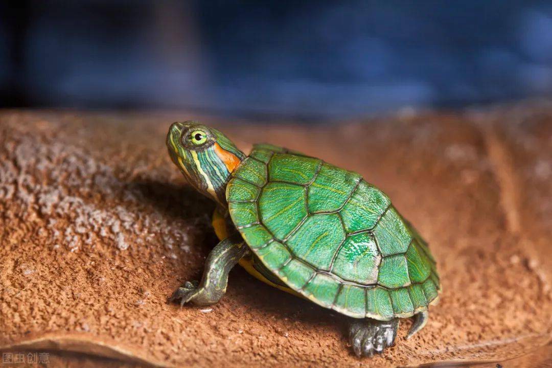 乌龟为什么要冬眠 14f02d0fcd0247d9b2af3680d92f497f.jpeg