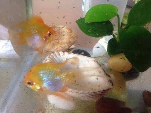 金波子换水水温控制_金波子吃饲料的样子_金波子喂食七分饱防肠炎