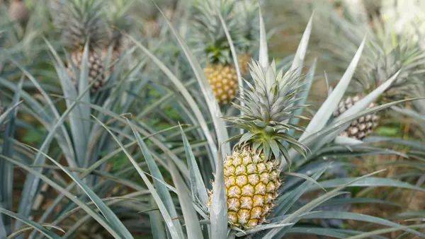 凤梨要怎么种植 5d30e6f37f6a461e92ef1baab1e8c564.jpeg