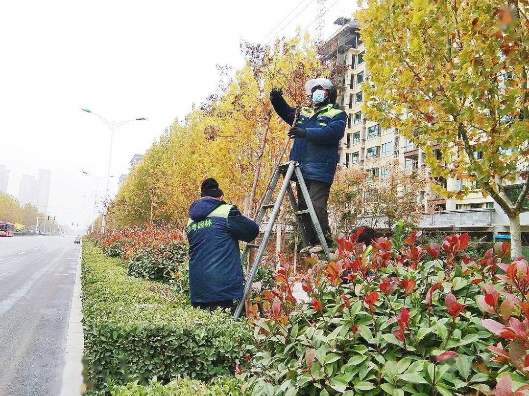 浅谈园林绿化养护精细化管理