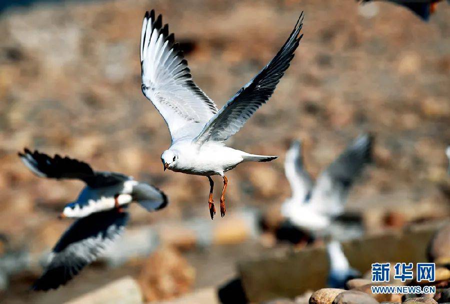 重庆两江产业集团人员工作拖沓 导致项目迟迟不