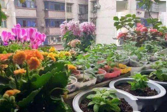 盆栽花卉养殖温度表 fa4bd687118c46a589bc64351209016b.jpeg