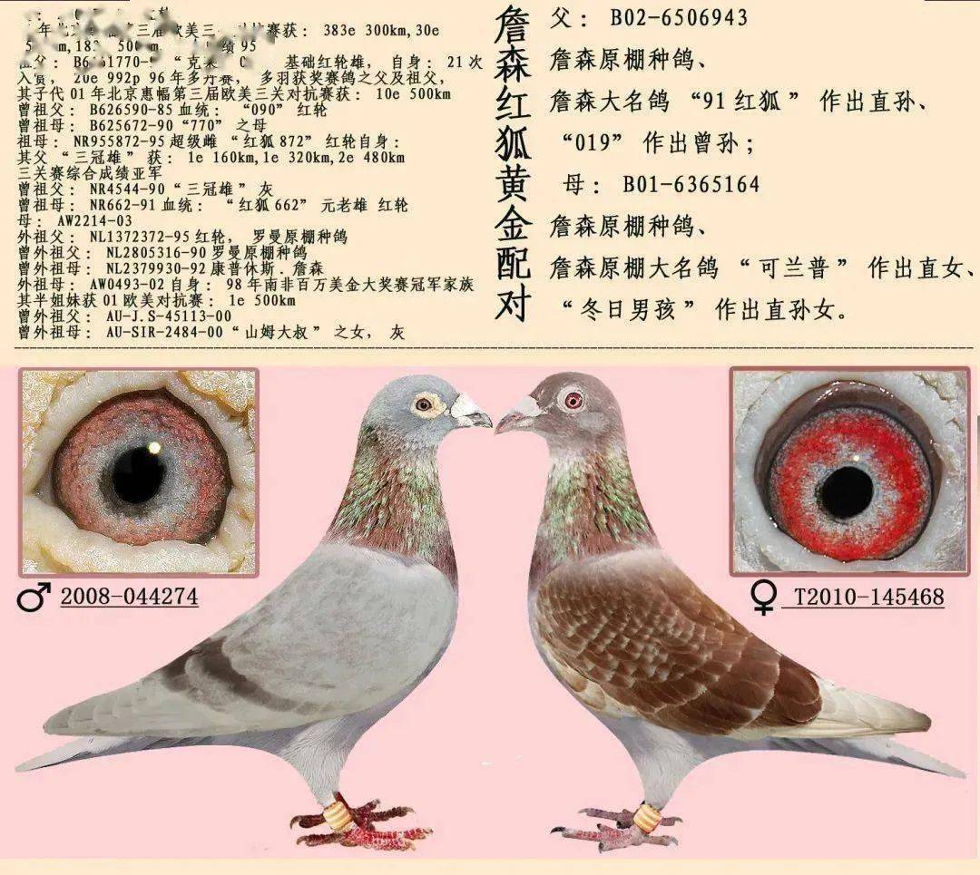 【收藏】16对世界黄金配对,附血统眼砂照片!_鸽子