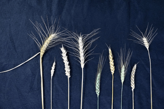 图集|史上最全小麦基因组序列图集问世，将为育种开辟新途径