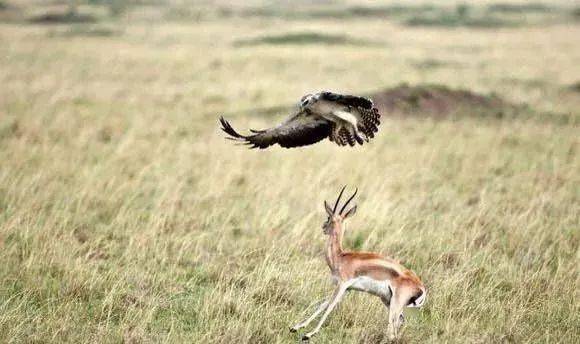 鹿鹿鹰鹰玩命猜成语