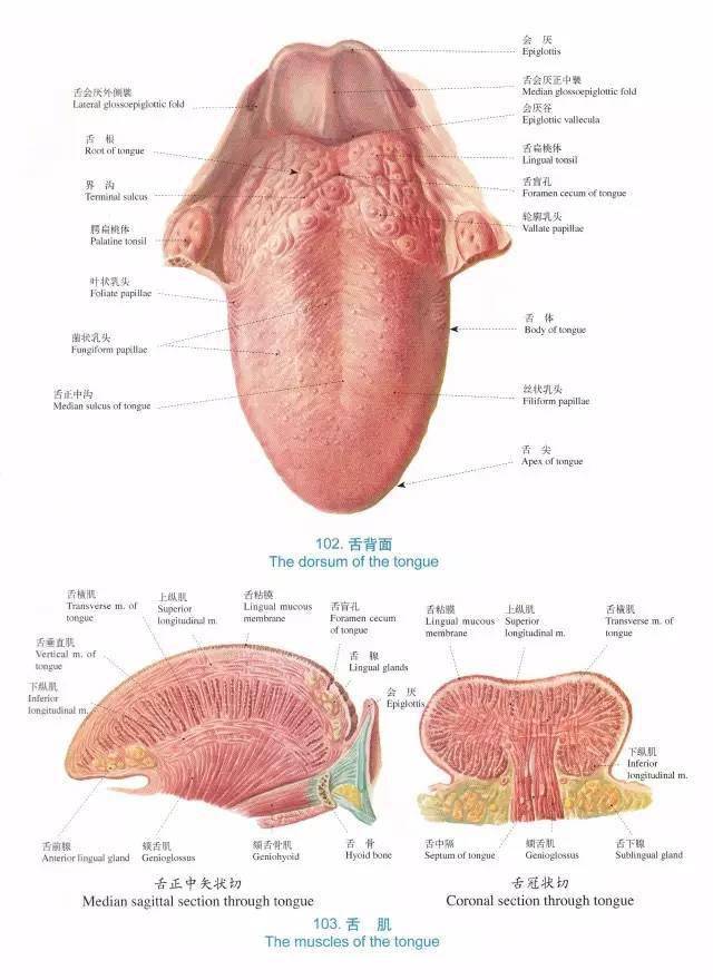 口腔超精致解剖图温故而知新