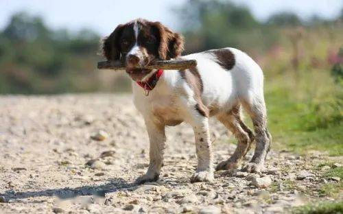 怎么看小狗狗是大型的还是小型犬 bc0486333d7f4916a7b4a00c6bd6014e.jpeg