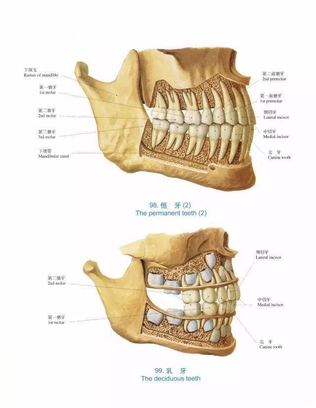 口腔超精致解剖图温故而知新