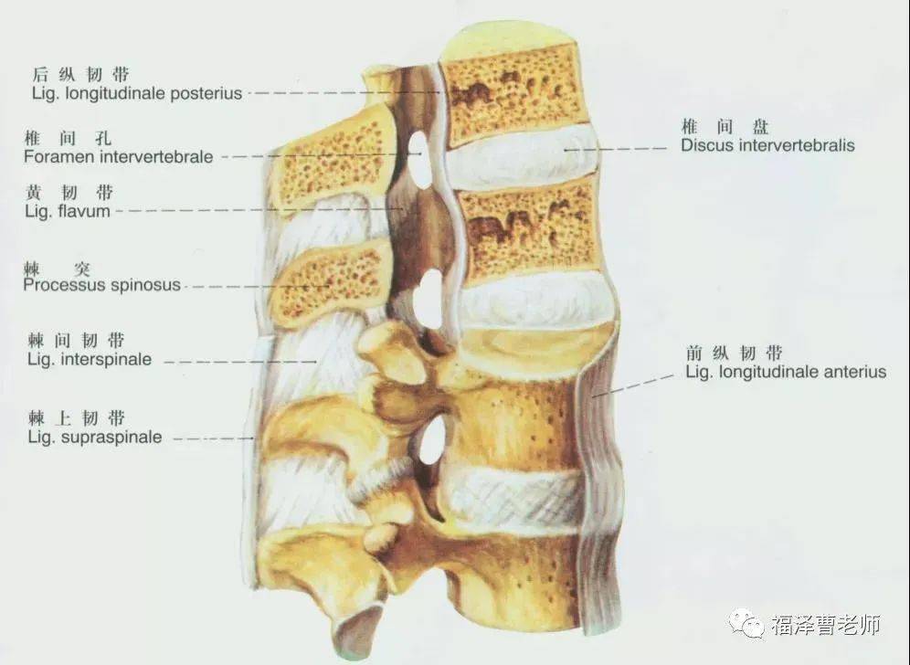 连结相邻的两个横突之间,在颈椎部此韧带常缺如;胸椎部者常呈细索状