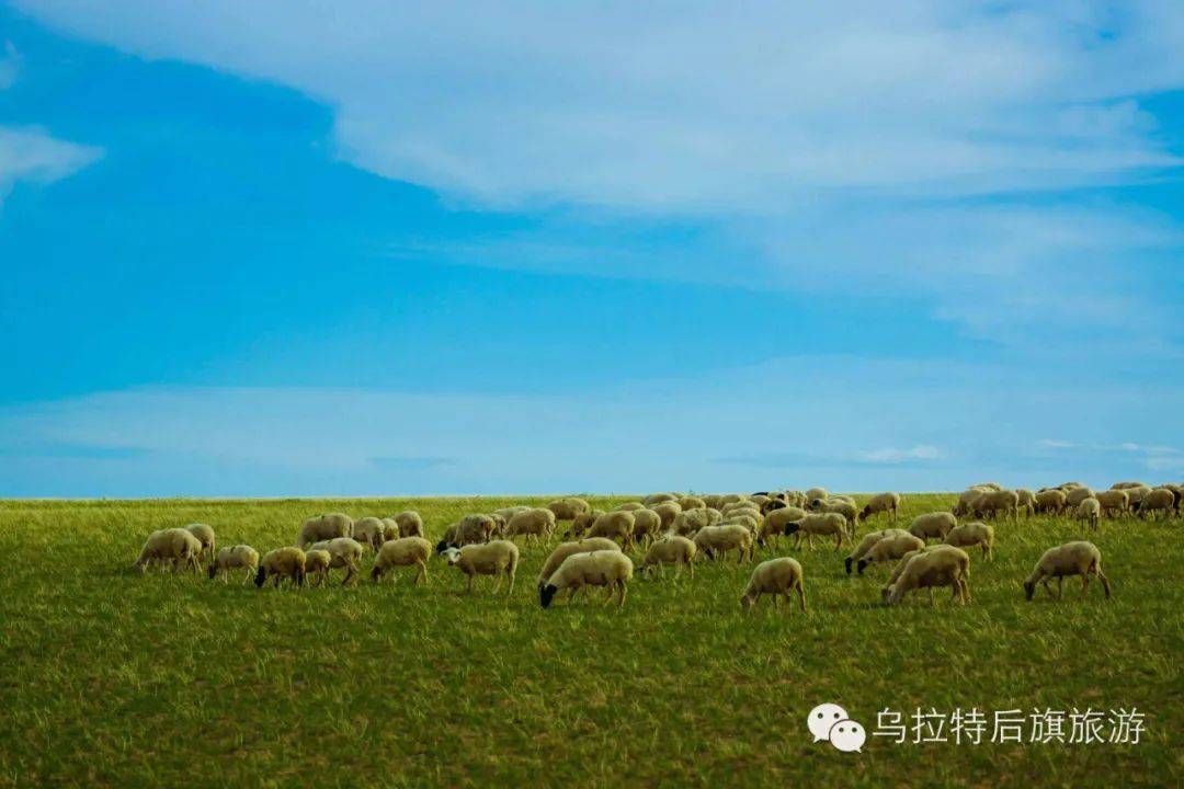 全国首例!乌拉特后旗给草原"上保险"
