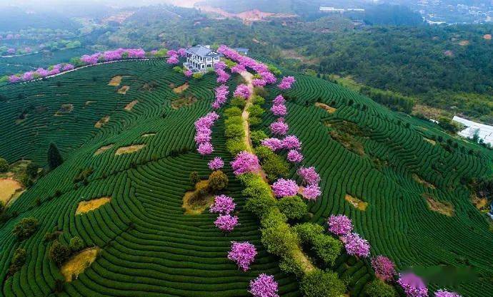 5日|永福樱花|登上央视刷屏全国の云水谣土楼-新晋网红火山岛-小垦丁