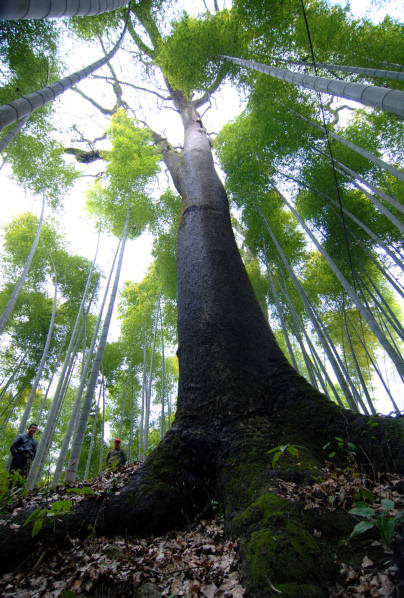 安徽天柱山设二维码保护古树名木