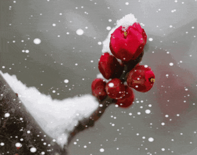 大雪时节雪恋梅花别样深情
