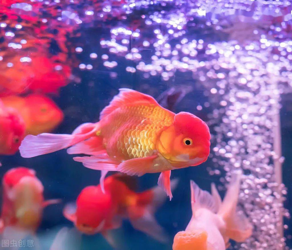 怎么养鱼不需要氧气 54334d73ec824009a95fd162f6062b0a.jpeg