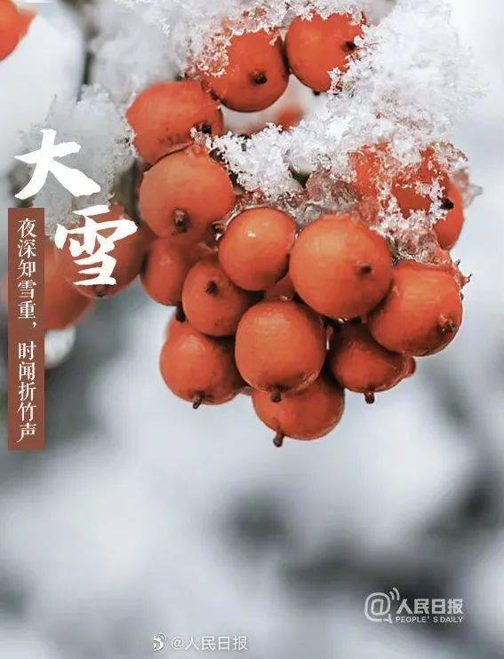 青节气大雪万物冬藏待春来