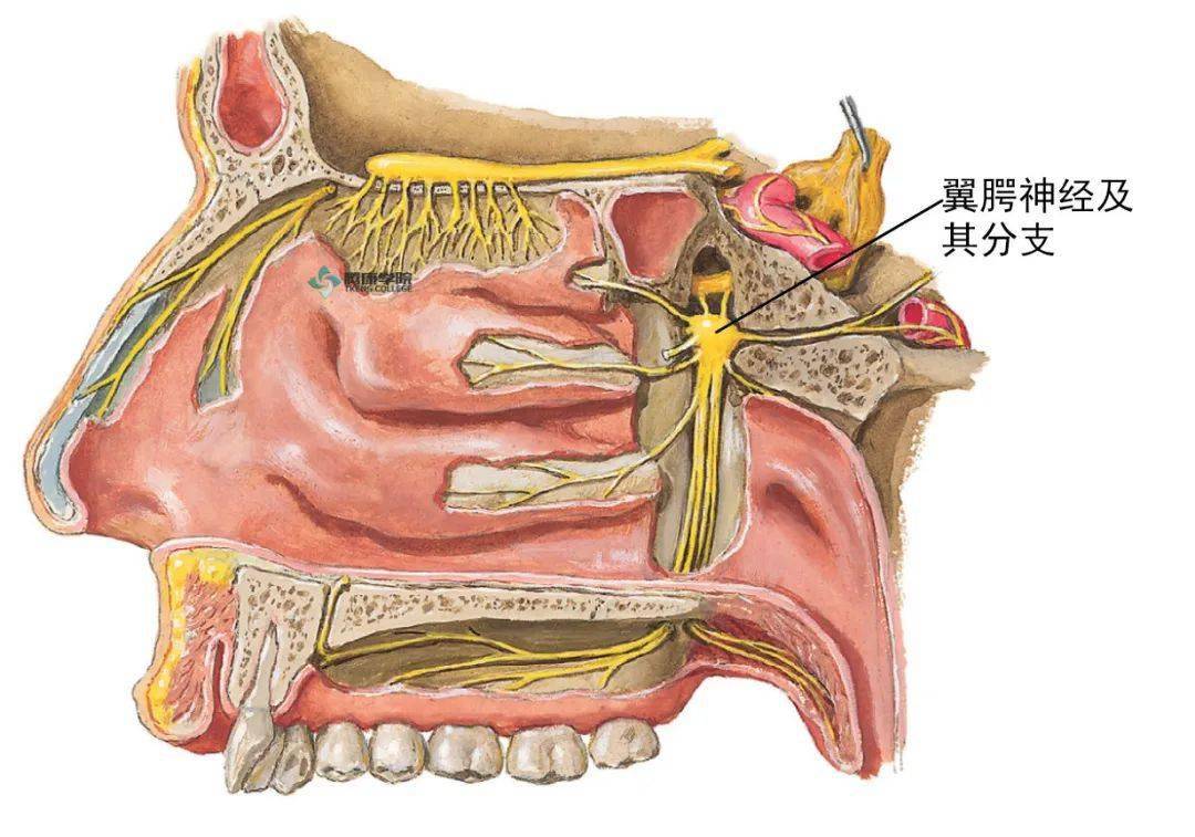 舌咽神经痛也有合并三叉神经痛,迷走神经症状(脉搏缓慢,昏厥发作)等