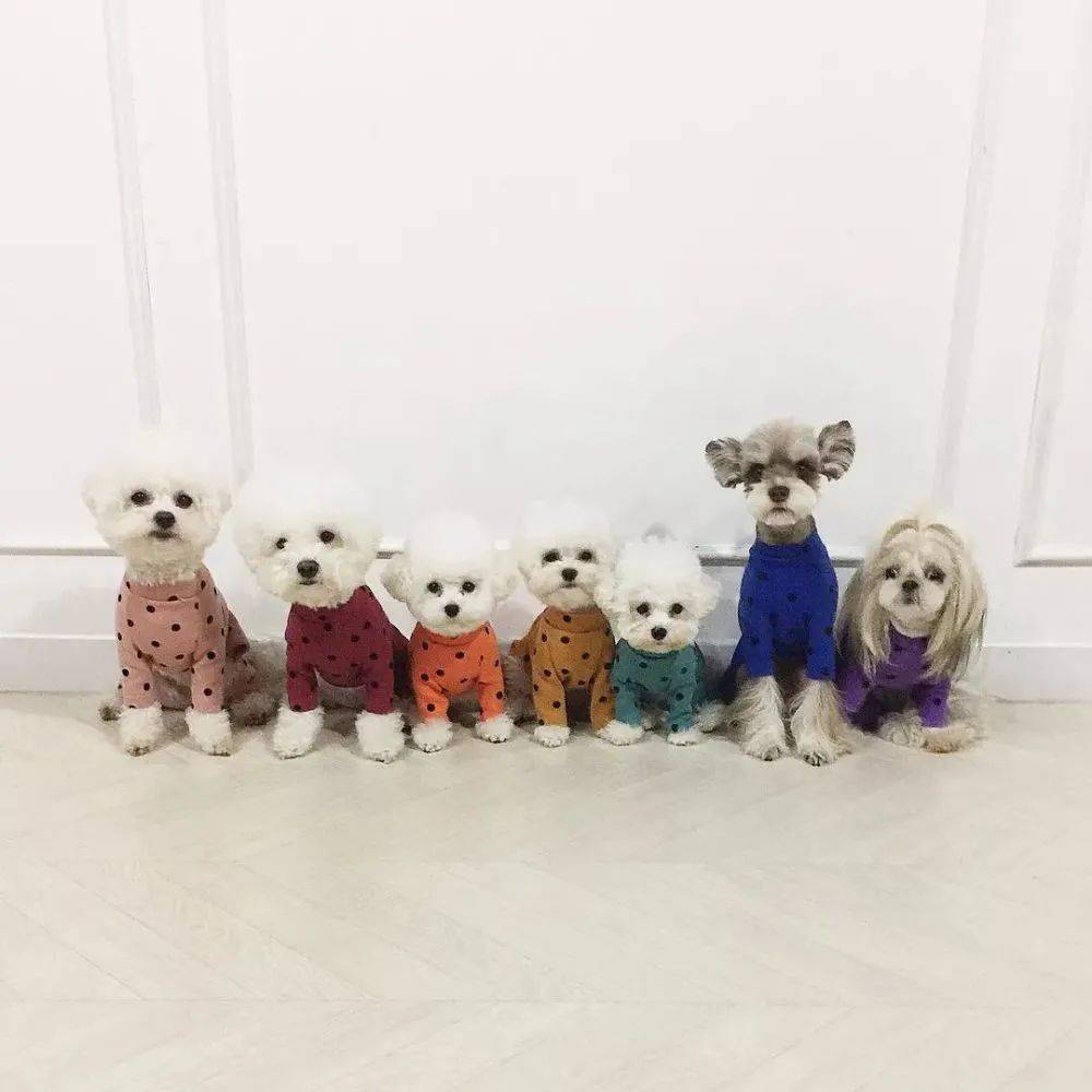 温馨的汪星人全家福，一眼就能看出来谁不是亲生的