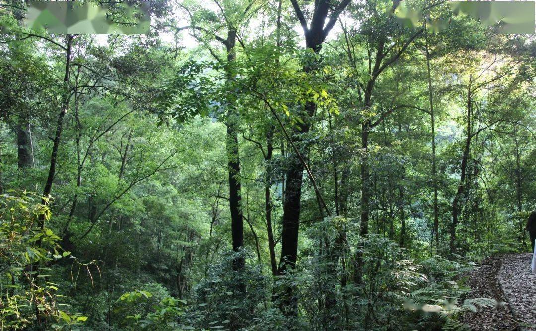 车八岭自然保护区