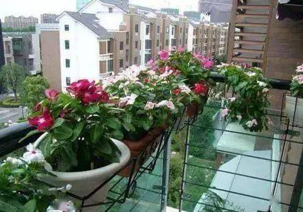 阳台种什么植物好冬天 634c2f72f75f4846b0a0a69ac99c1e4f.jpeg