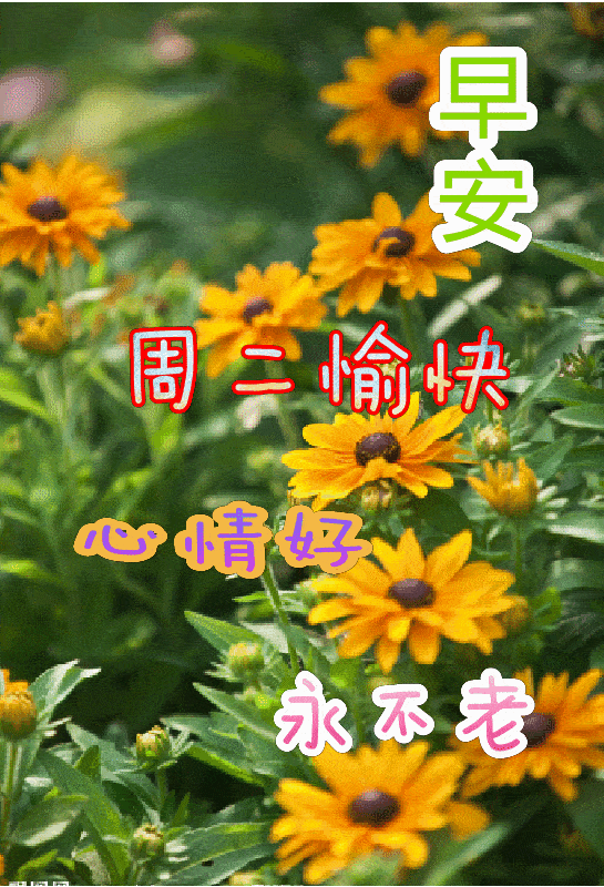 最新周二早上好表情包暖暖的祝福热热的问候愿你一切安好