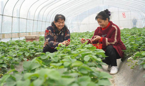 樱桃树的种植与管理8月 026eba7ac2b842a299109b6f57d77cb5.jpeg