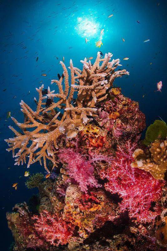 珊瑚礁,连绵数公里,丰富珍贵的海洋生物在这里栖息,更有人形容西沙