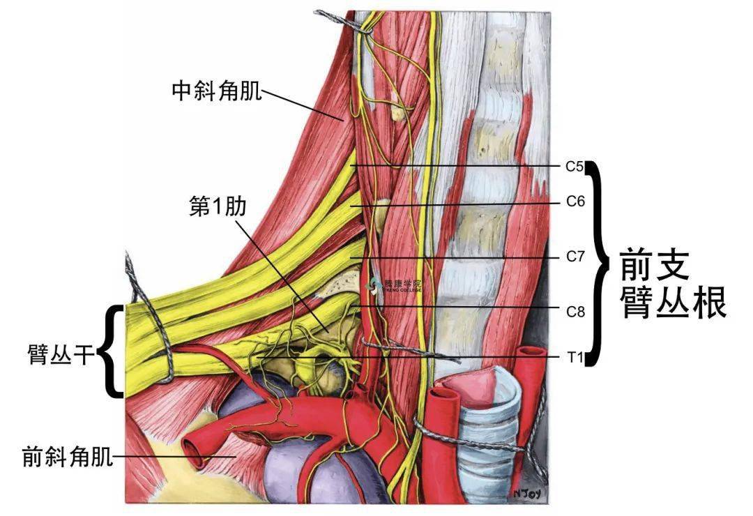 臂丛应用解剖_神经