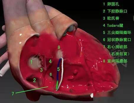 心脏解剖3d图谱高清珍藏版