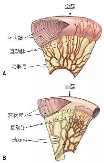 解剖腹部丨肠系膜上动脉与小肠