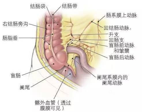 解剖腹部丨肠系膜上动脉与小肠