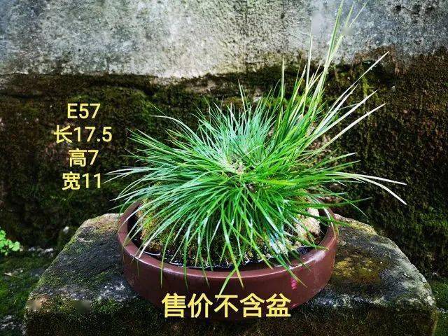 双12微店菖蒲盆小盆栽等90件商品大促销