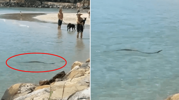 澳大利亚男子沙滩发现一无头蛇,身体仍能扭动,还想攻击拍摄者