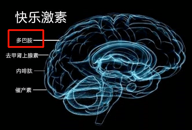 什么叫做多巴胺分泌 34237ad59f2d4bfcb04a342ade4507fe.png